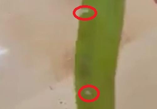 Com ky tuc xa DH Quoc gia TP.HCM co doi? hinh anh