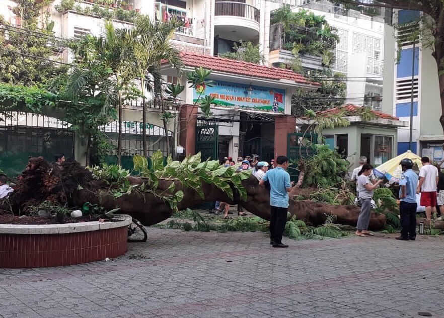 học sinh tử vong vì cây đổ ảnh 1 hoc sinh tu vong vi cay do anh 1
