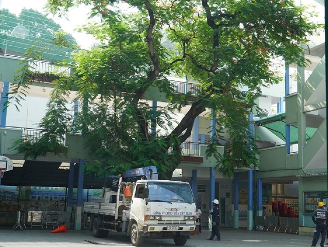 cay phuong truong THCS Bach Dang anh 2