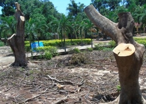 cat trui cay phuong anh 1