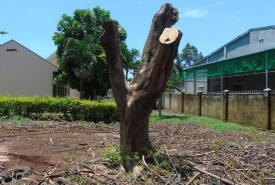 'Cat cut, tia trui cay phuong la loi bat cap hai' hinh anh