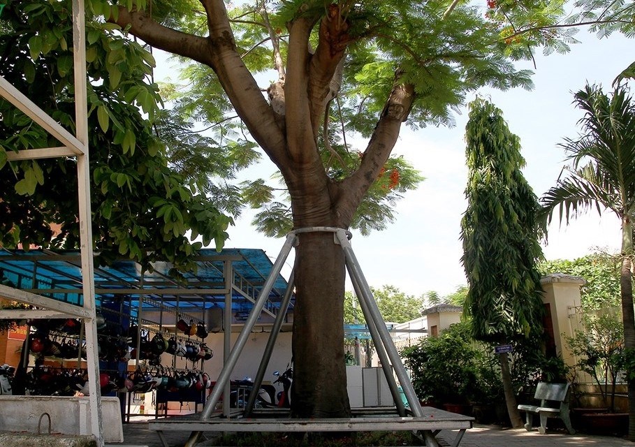 cat trui cay phuong anh 2