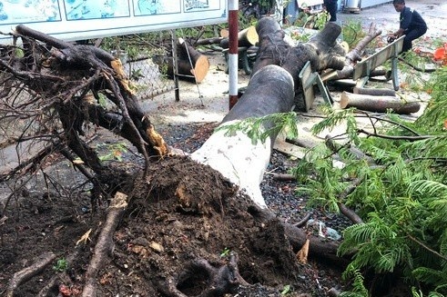 Cay phuong bat goc va trung 3 nu sinh tai Dong Nai hinh anh