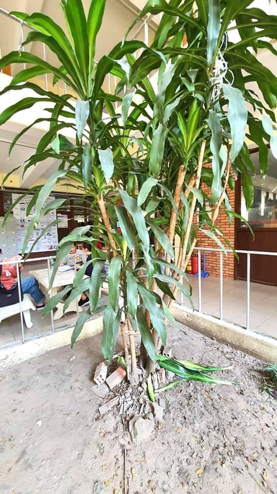 nam sinh viên rơi lầu  ảnh 1 nam sinh vien roi lau anh 1