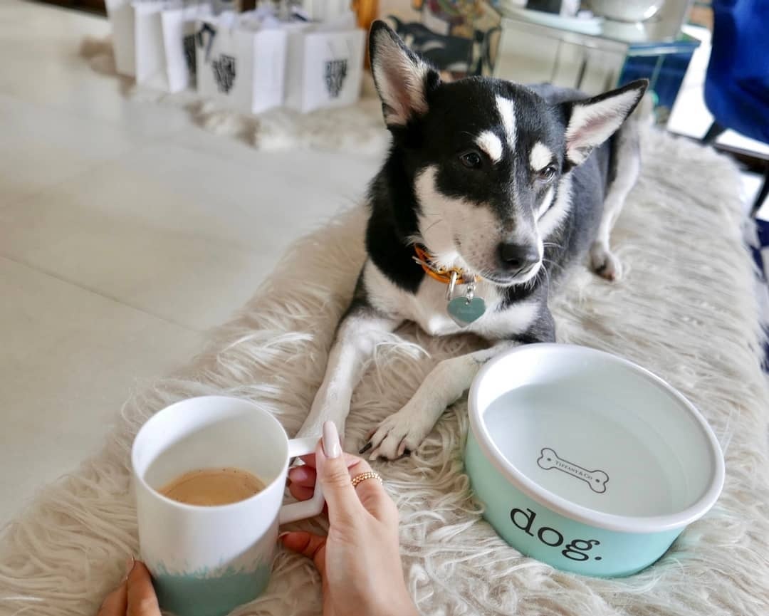 do hieu cho thu cung anh 1