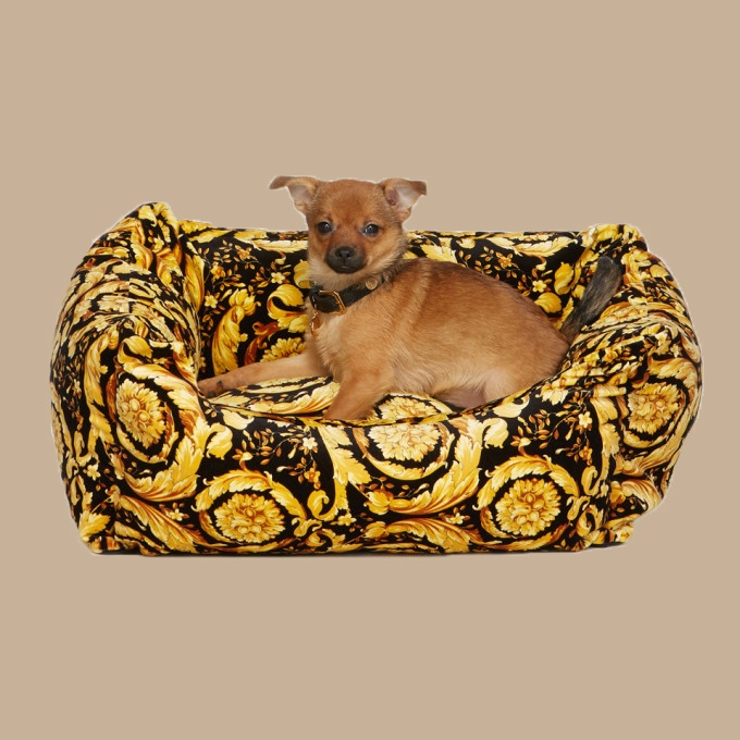 do hieu cho thu cung anh 5