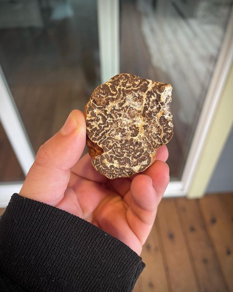 nguyên liệu làm đẹp đắt nhất hành tinh ảnh 11 nguyen lieu lam dep dat nhat hanh tinh anh 11