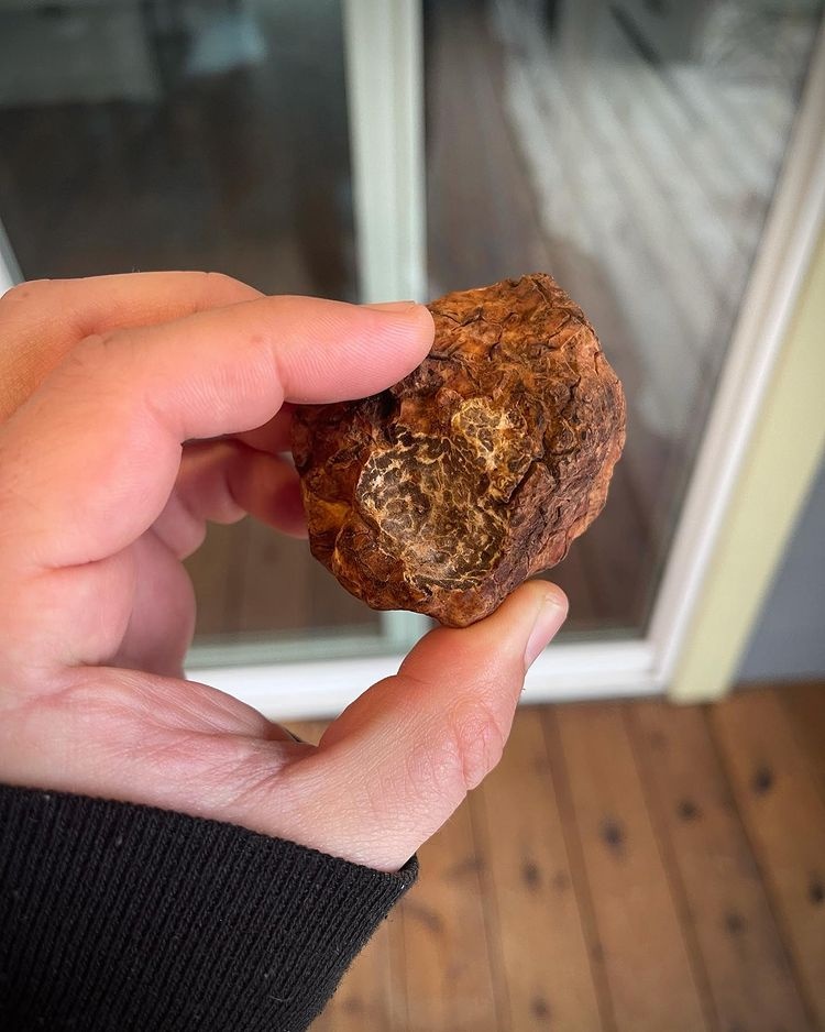 nguyên liệu làm đẹp đắt nhất hành tinh ảnh 10 nguyen lieu lam dep dat nhat hanh tinh anh 10