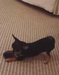 Paris Hilton mua túi xách cho chó ảnh 2 Paris Hilton mua tui xach cho cho anh 2