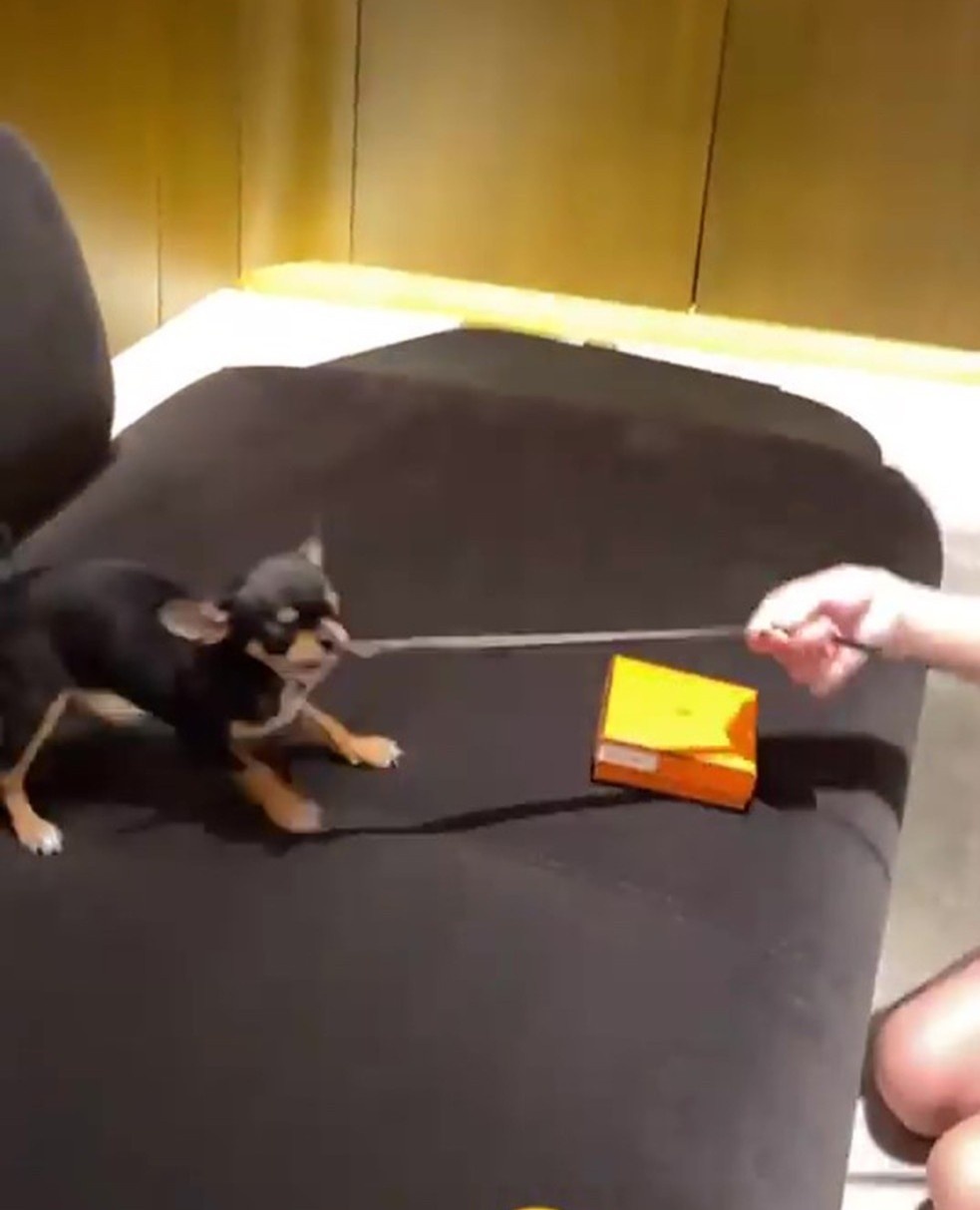 Paris Hilton mua túi xách cho chó ảnh 3 Paris Hilton mua tui xach cho cho anh 3