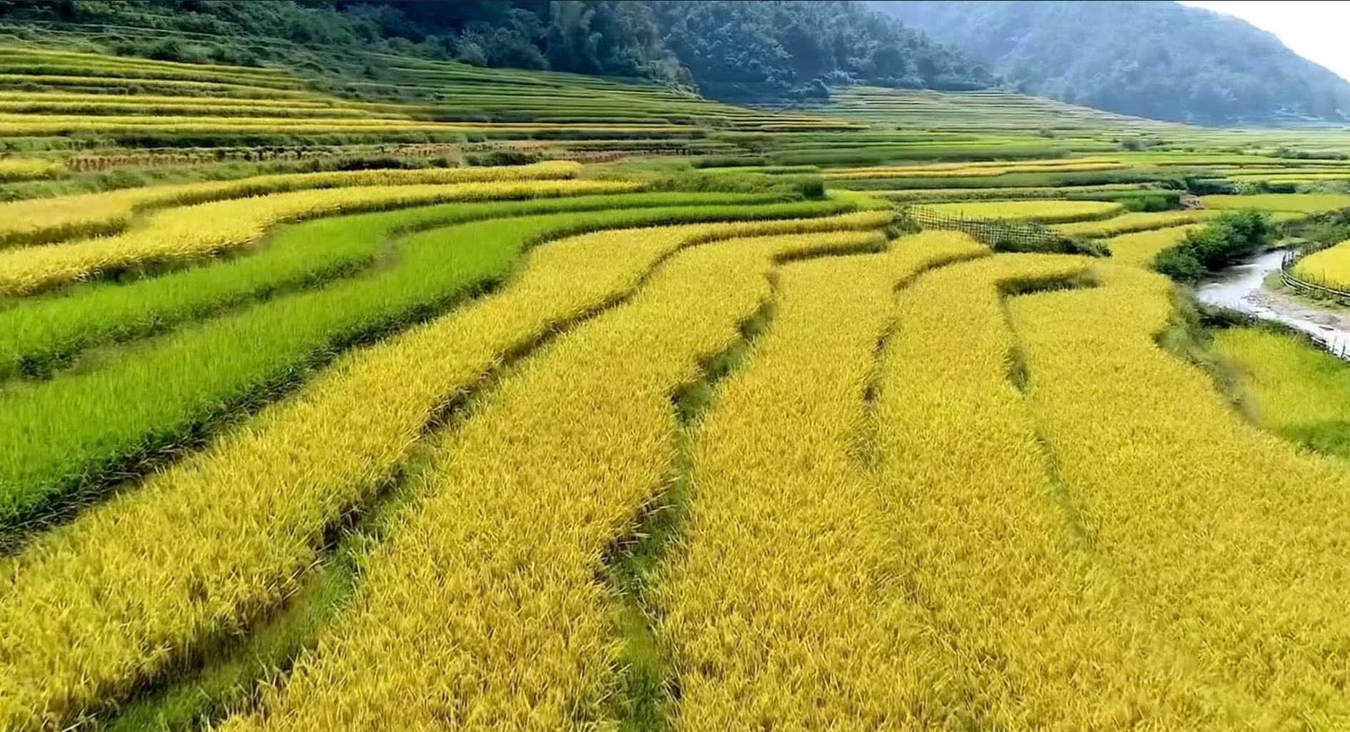 hoa hau dep nhat anh 2