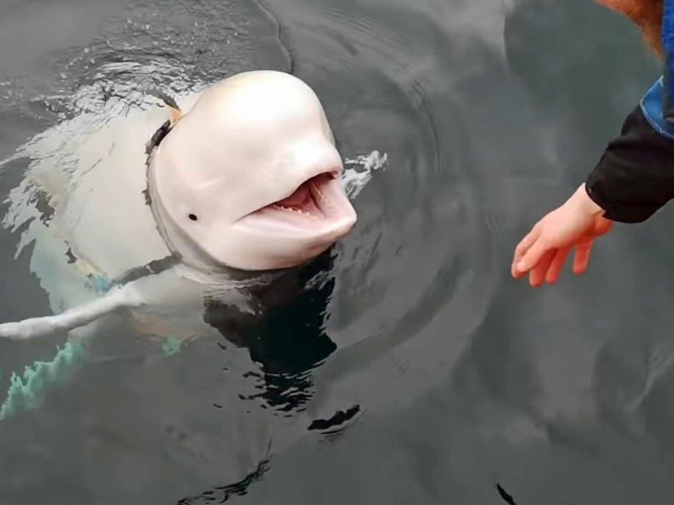 dong vat lam gian diep quan su anh 1