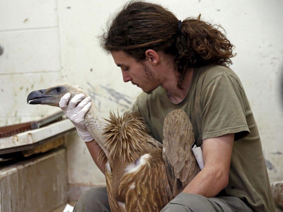 dong vat lam gian diep quan su anh 10