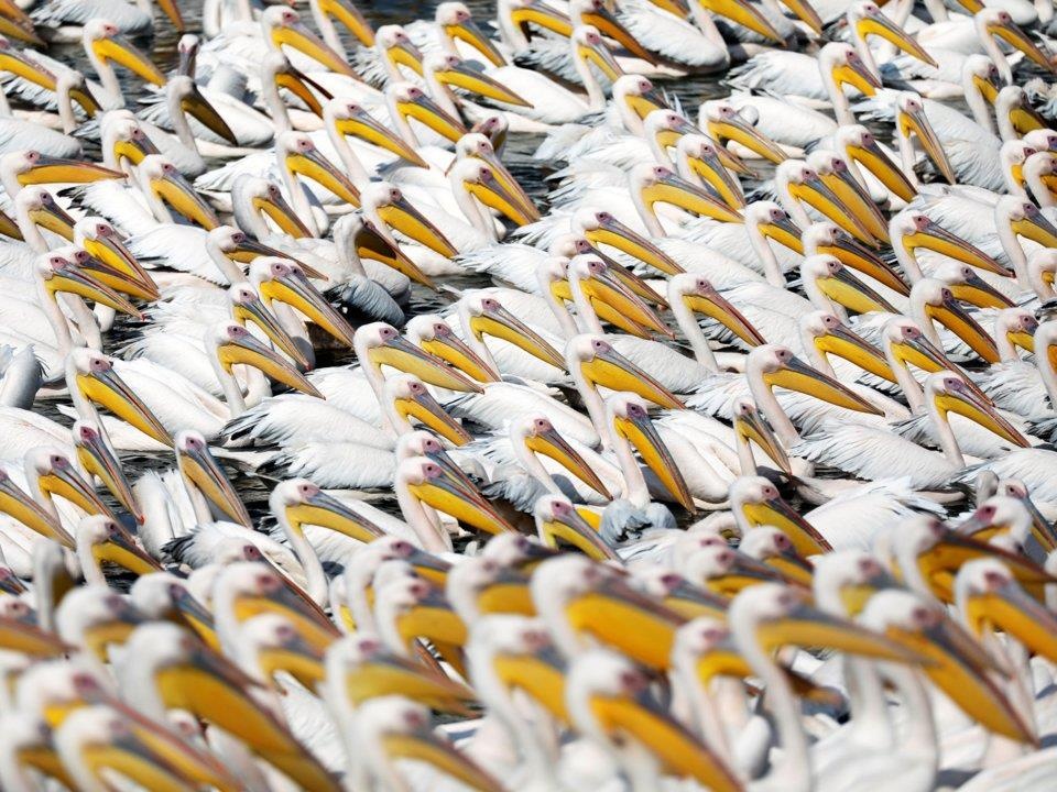 dong vat lam gian diep quan su anh 11