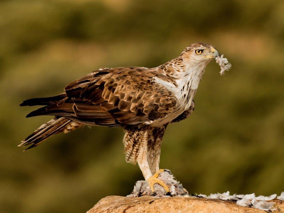 dong vat lam gian diep quan su anh 12