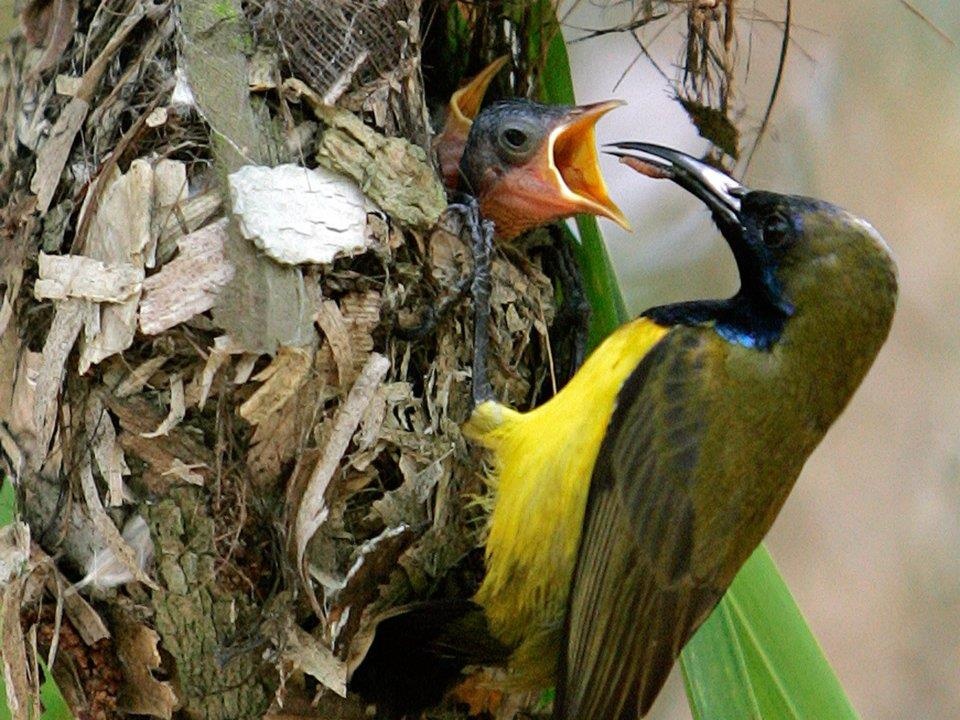 dong vat lam gian diep quan su anh 13