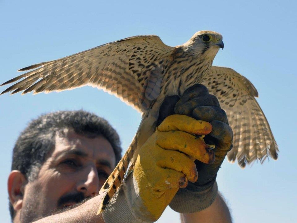 dong vat lam gian diep quan su anh 14