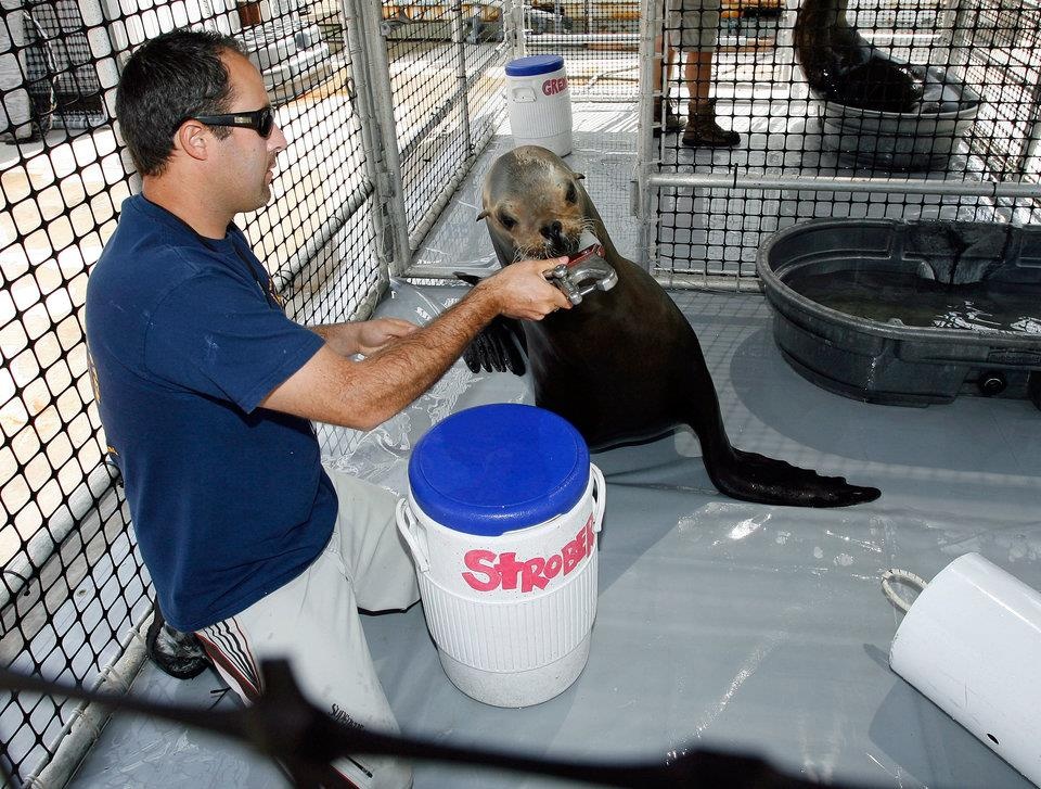 dong vat lam gian diep quan su anh 3