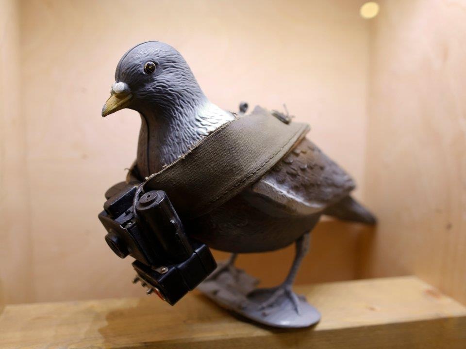 dong vat lam gian diep quan su anh 4