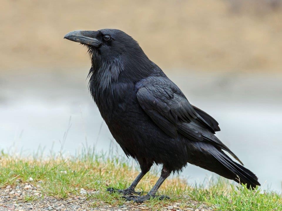 dong vat lam gian diep quan su anh 5