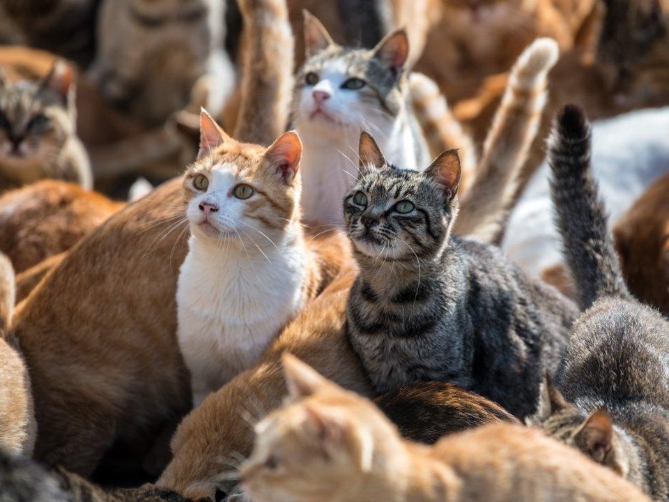 dong vat lam gian diep quan su anh 6