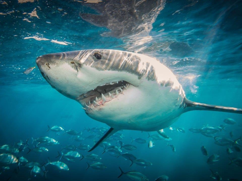 dong vat lam gian diep quan su anh 7