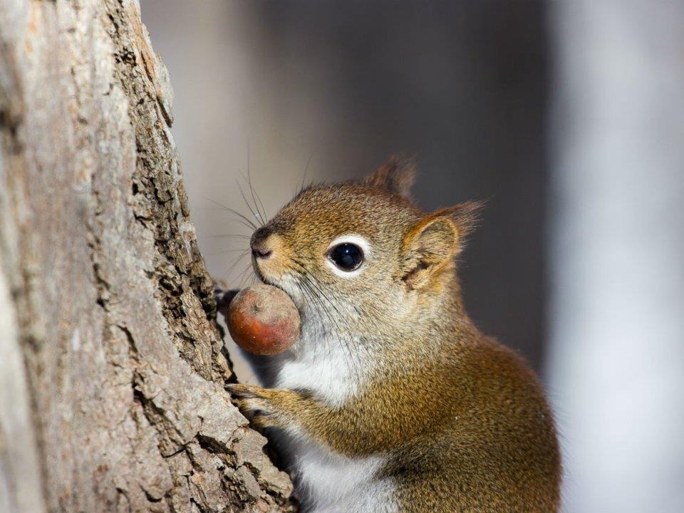 dong vat lam gian diep quan su anh 8