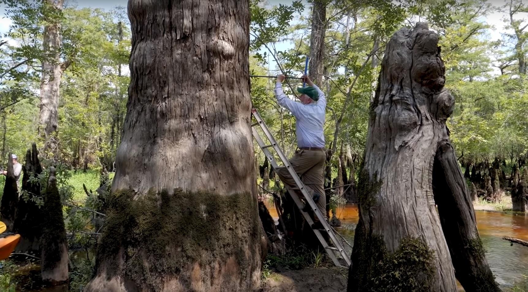 Da tim ra cay co thu 2.624 tuoi dang song tuoi tot o My hinh anh