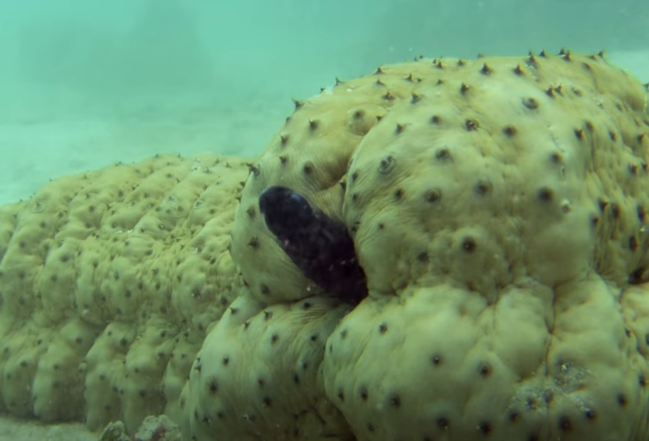 Loai vat 'di ve sinh' ngay tren mat nguoi hinh anh