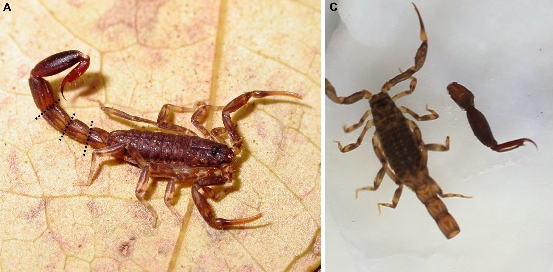 hau mon sinh vat anh 4