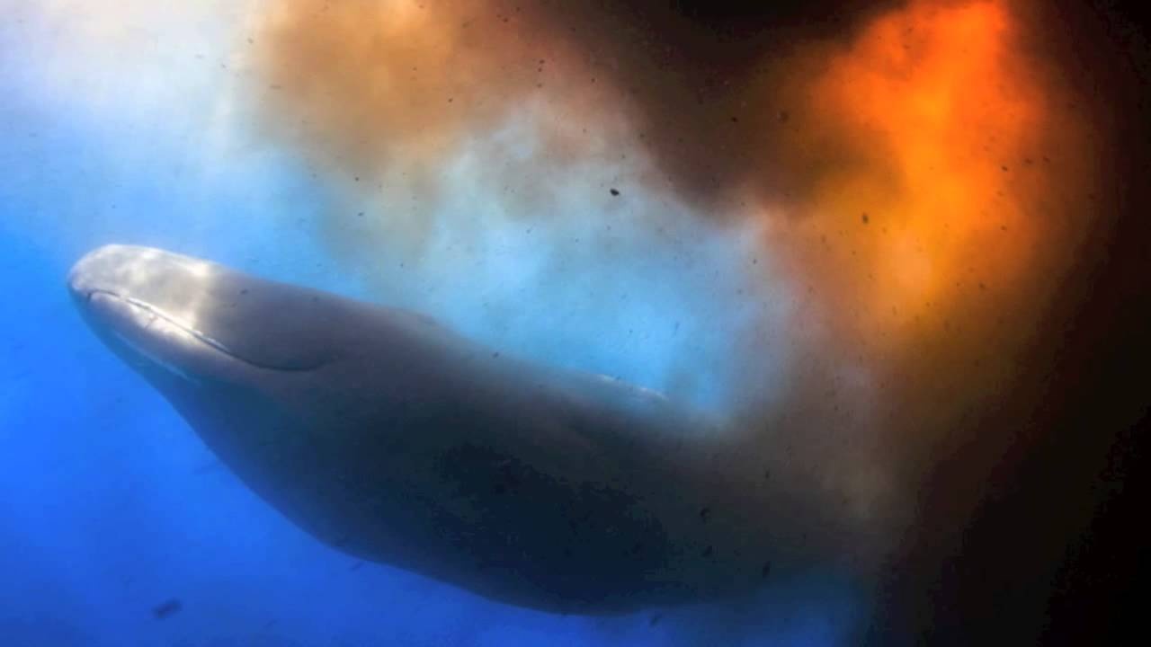 hau mon sinh vat anh 5