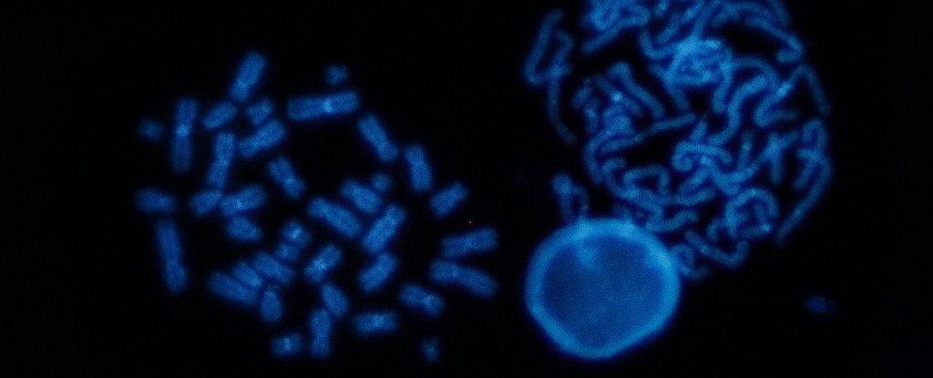 tu vong vi Covid-19 anh 3