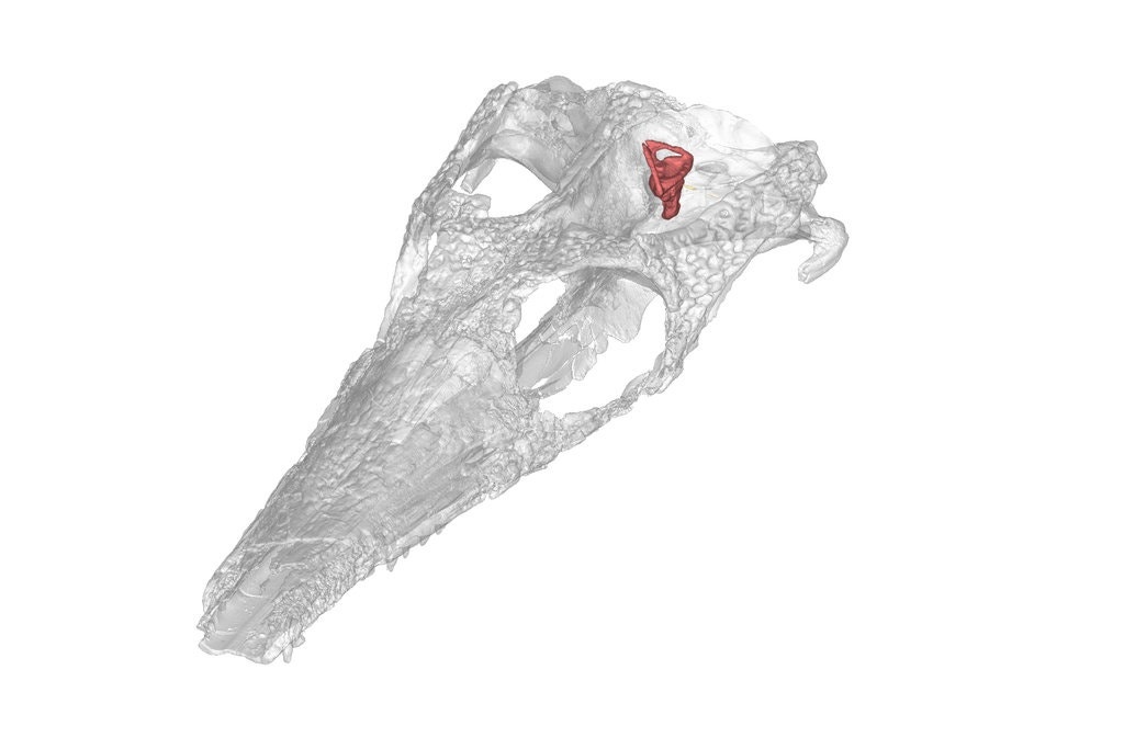 hoa thach ca sau bien anh 2