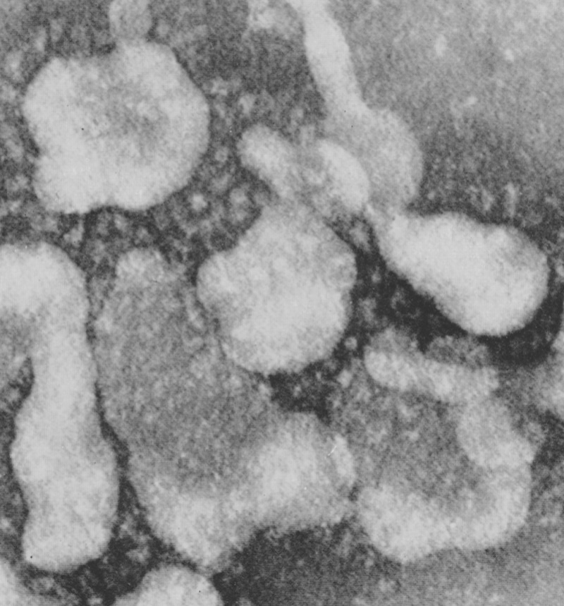 phat hien virus corona anh 1