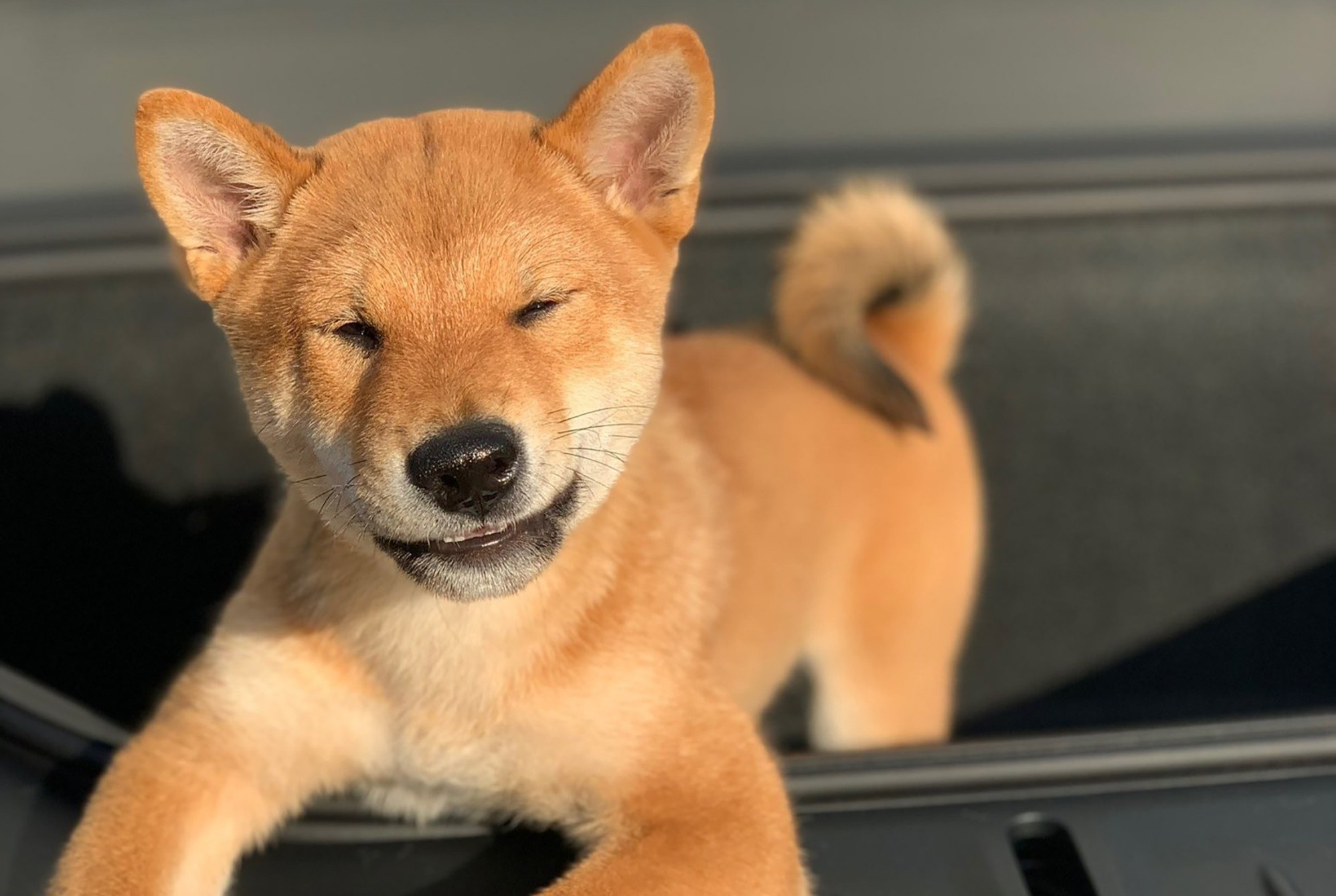 Tien ma hoa lay ten cho cua Elon Musk tang gia ky luc hinh anh