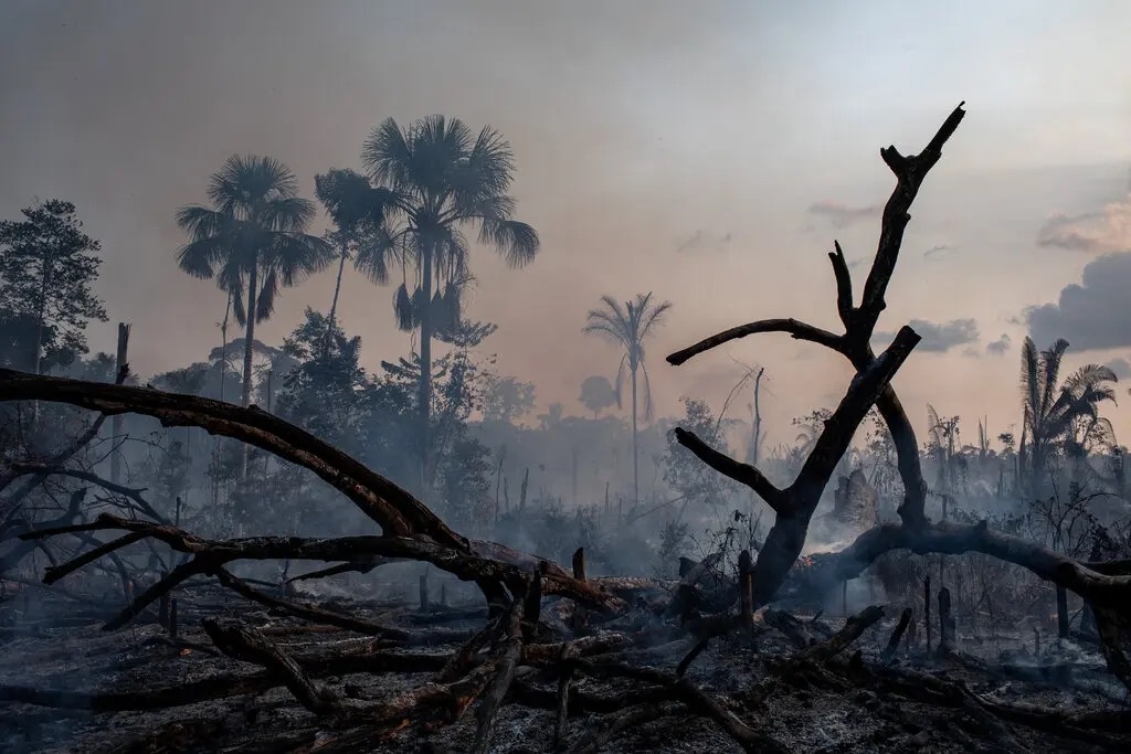 Cuoc song va nhung cai chet o Amazon hinh anh