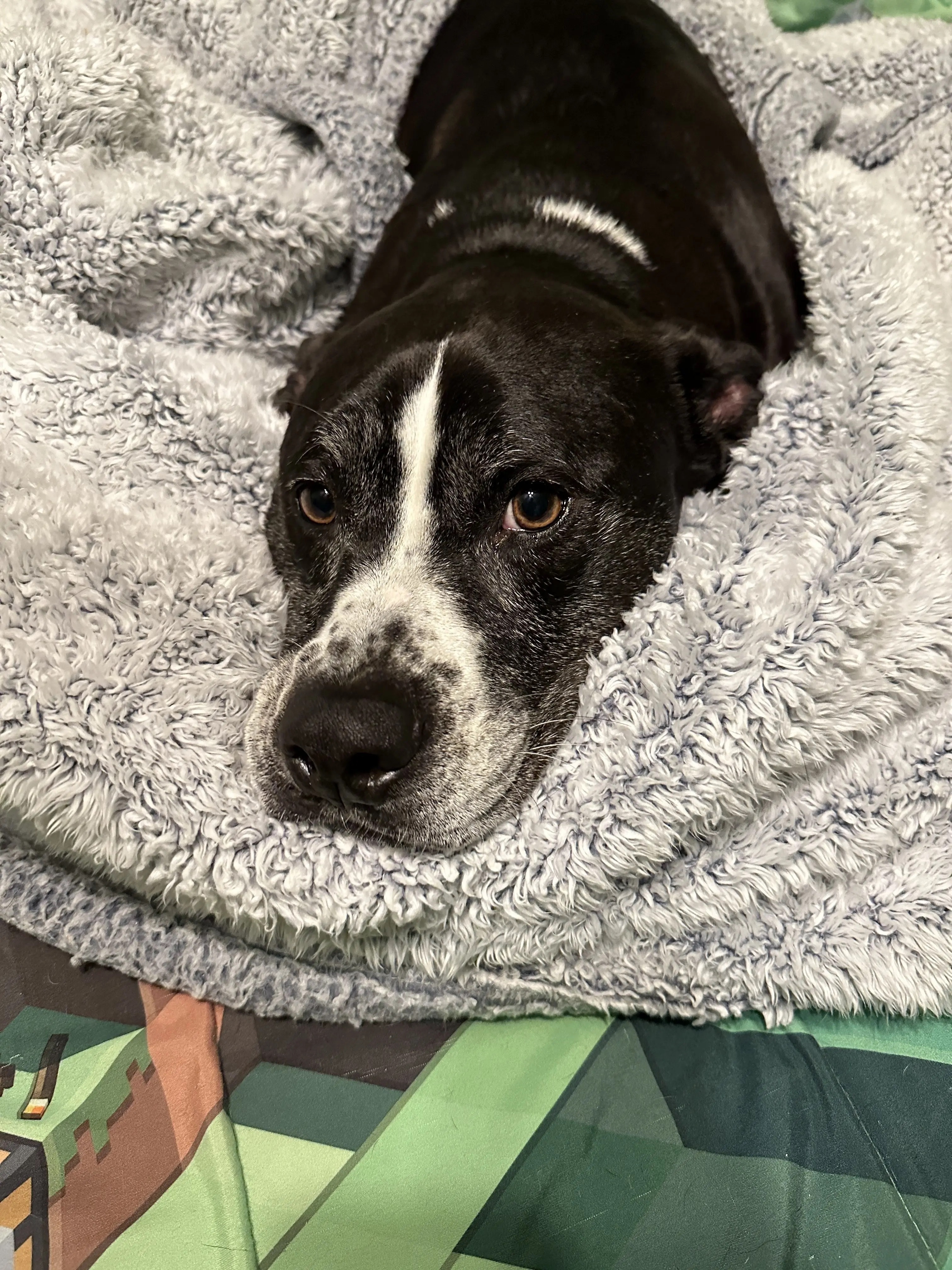 chụp ảnh bằng điện thoại ảnh 5 chup anh bang dien thoai anh 5