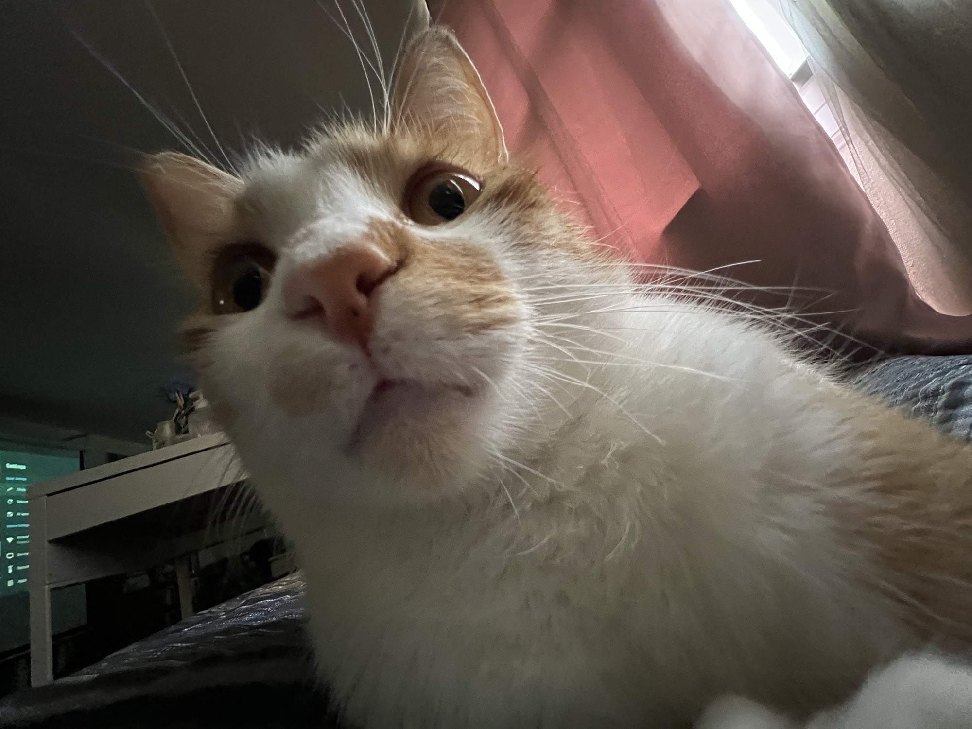 chụp ảnh bằng điện thoại ảnh 10 chup anh bang dien thoai anh 10