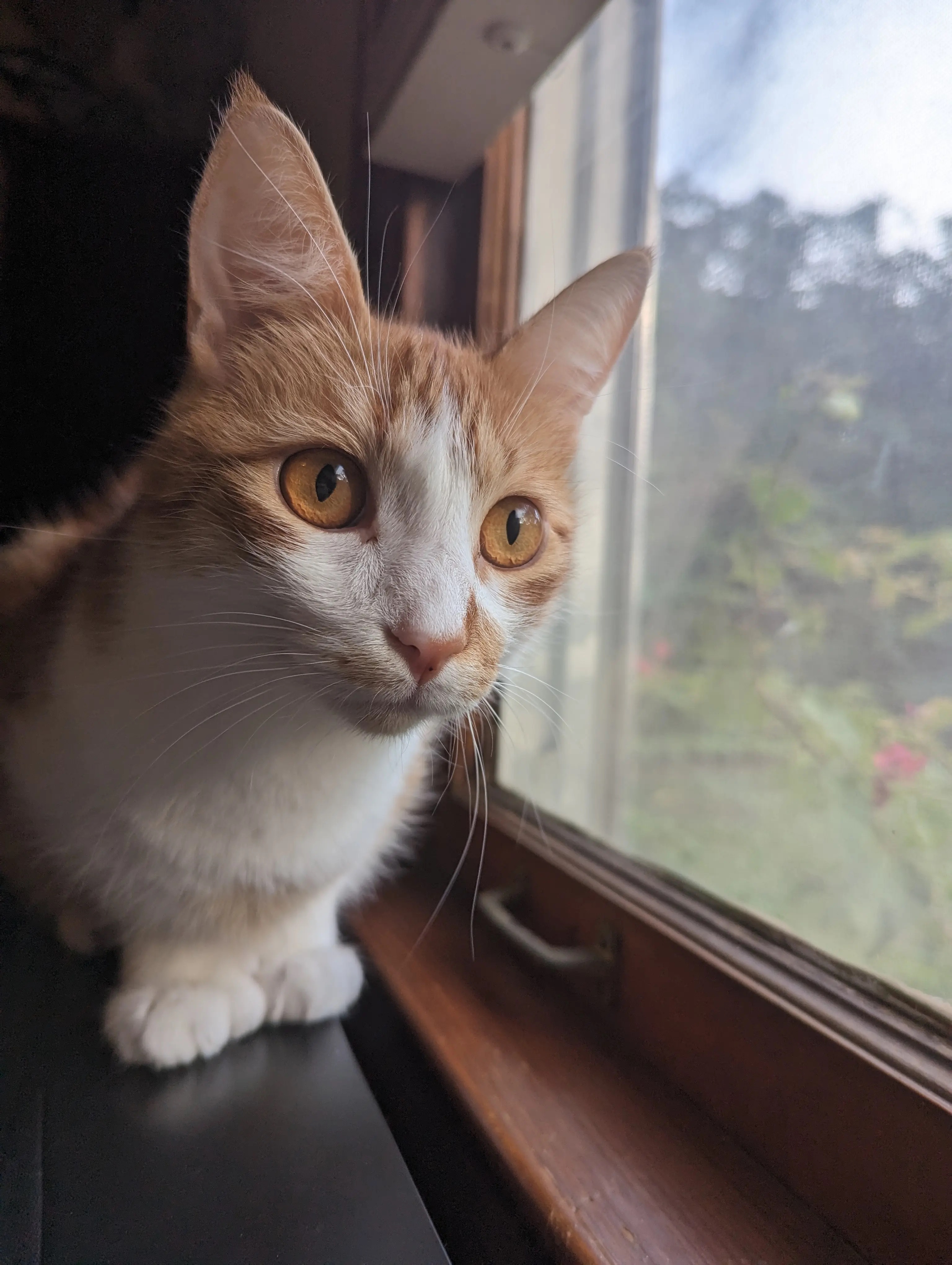 chụp ảnh bằng điện thoại ảnh 6 chup anh bang dien thoai anh 6