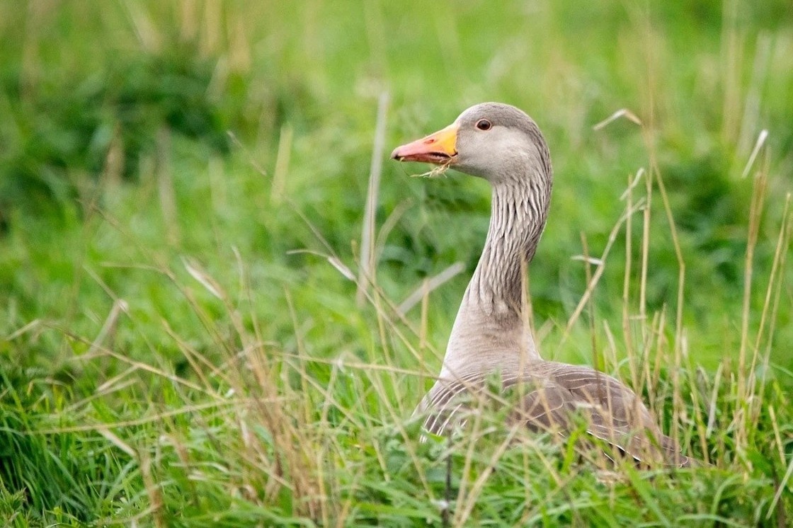 Bi an ve loai ngong hinh anh