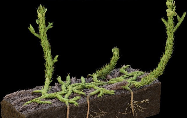 xoan oc Fibonacci anh 4