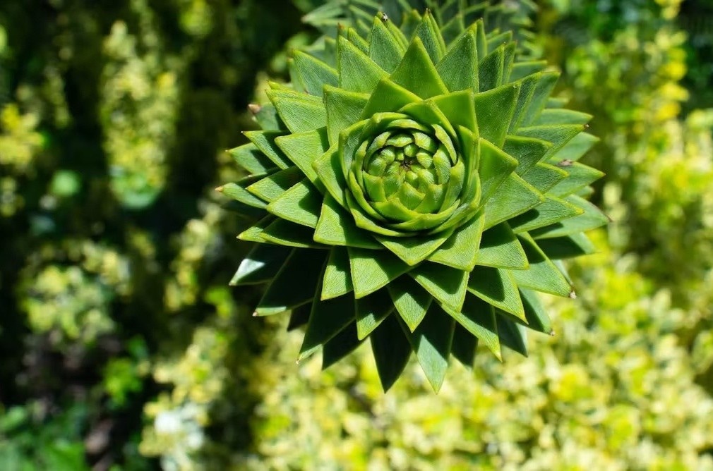 Hoa thach 400 trieu nam lam thay doi suy nghi ve xoan oc Fibonacci hinh anh