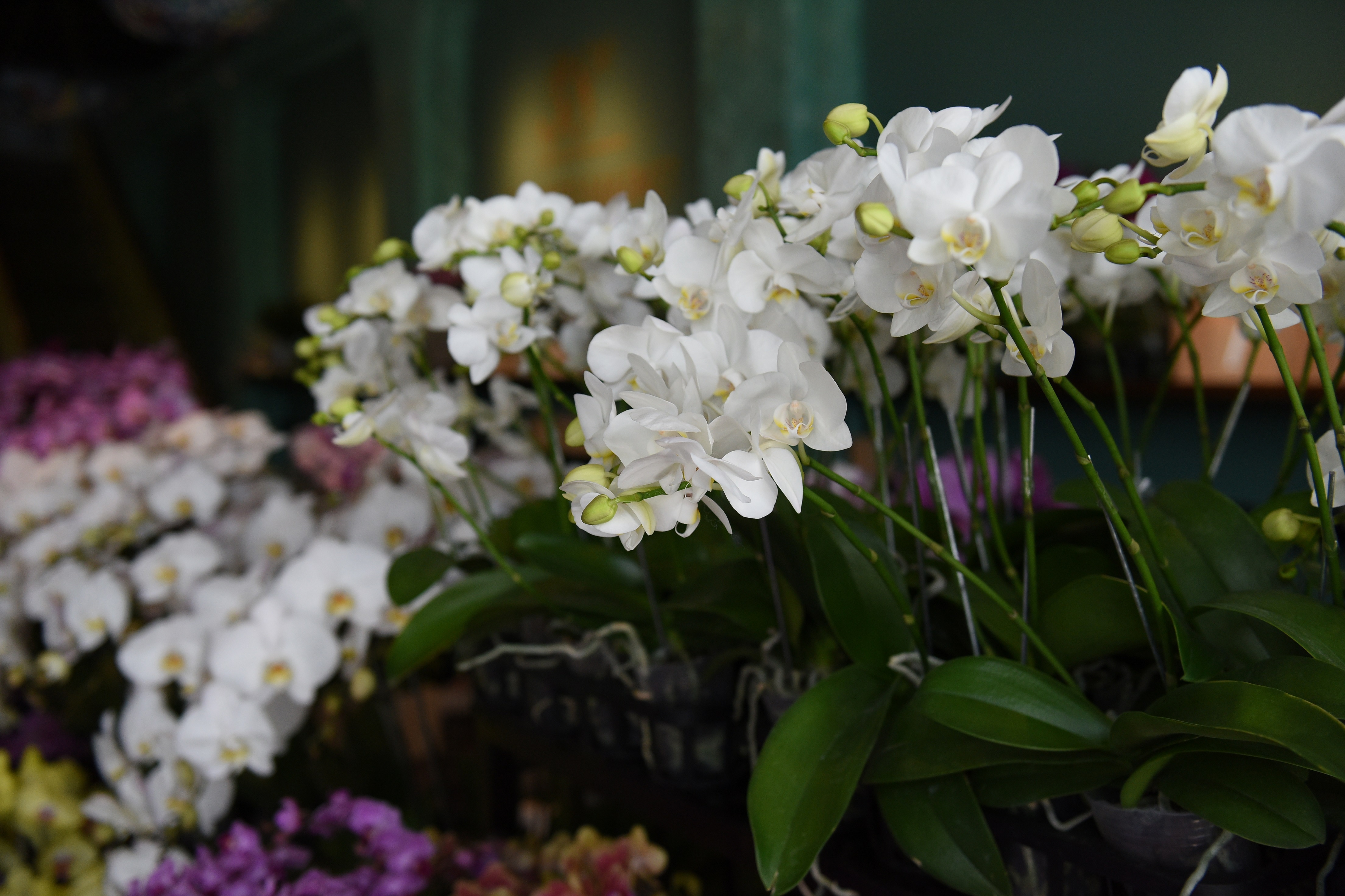 Ngam ‘ky quan’ cua cac loai hoa Nhat Ban giua Sai Gon anh 2