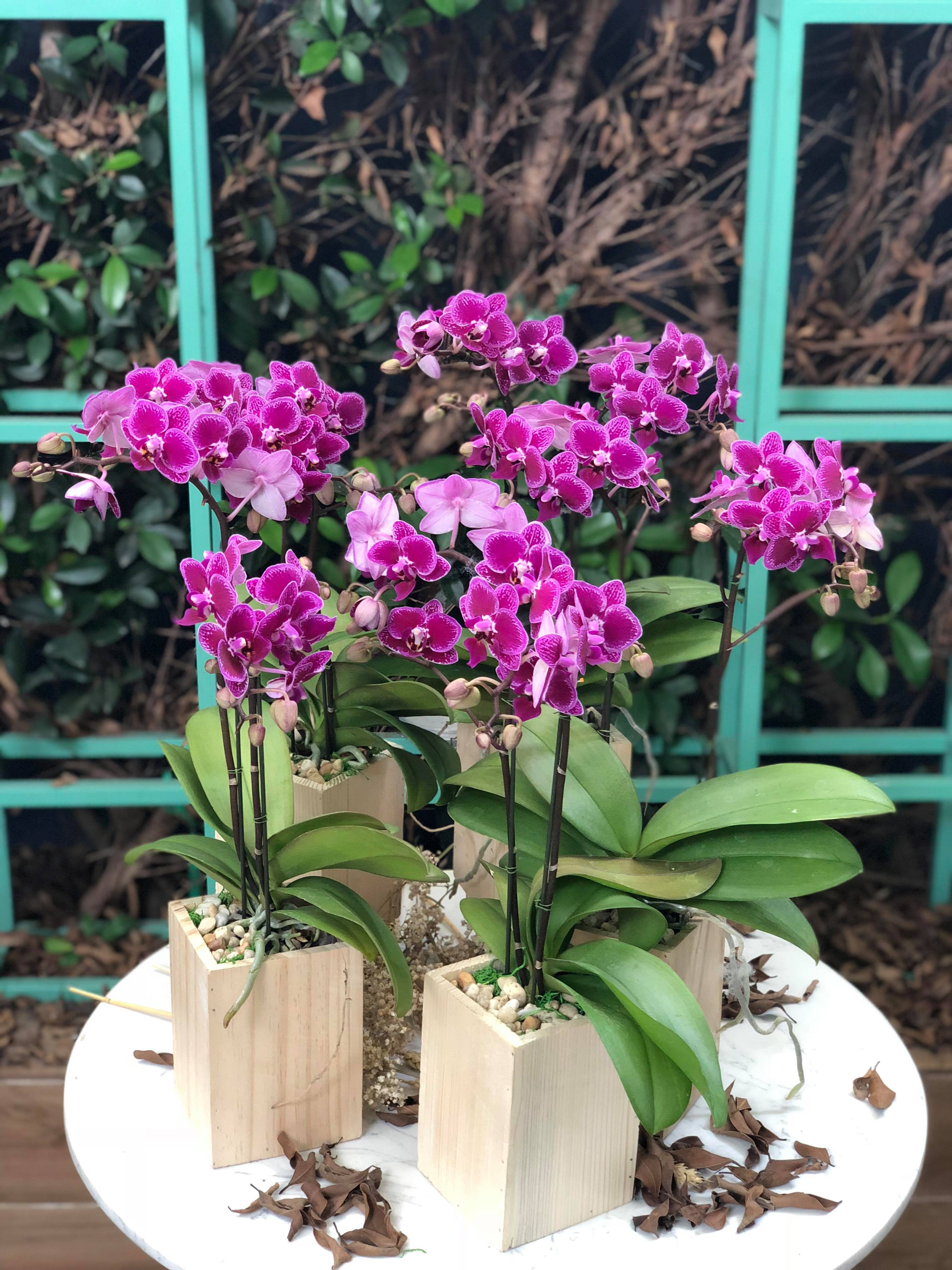 Ngam ‘ky quan’ cua cac loai hoa Nhat Ban giua Sai Gon anh 3