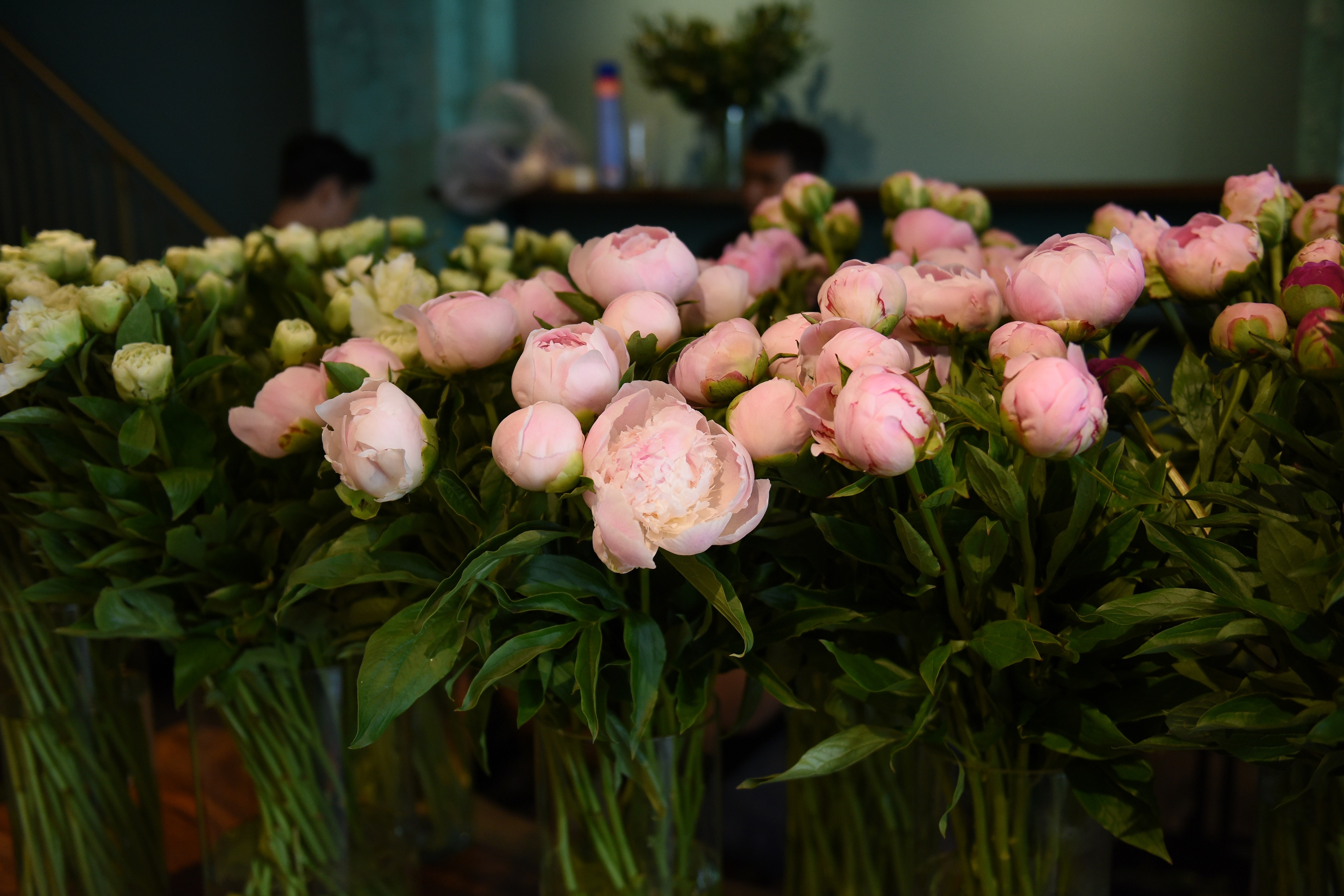 Ngam ‘ky quan’ cua cac loai hoa Nhat Ban giua Sai Gon anh 4