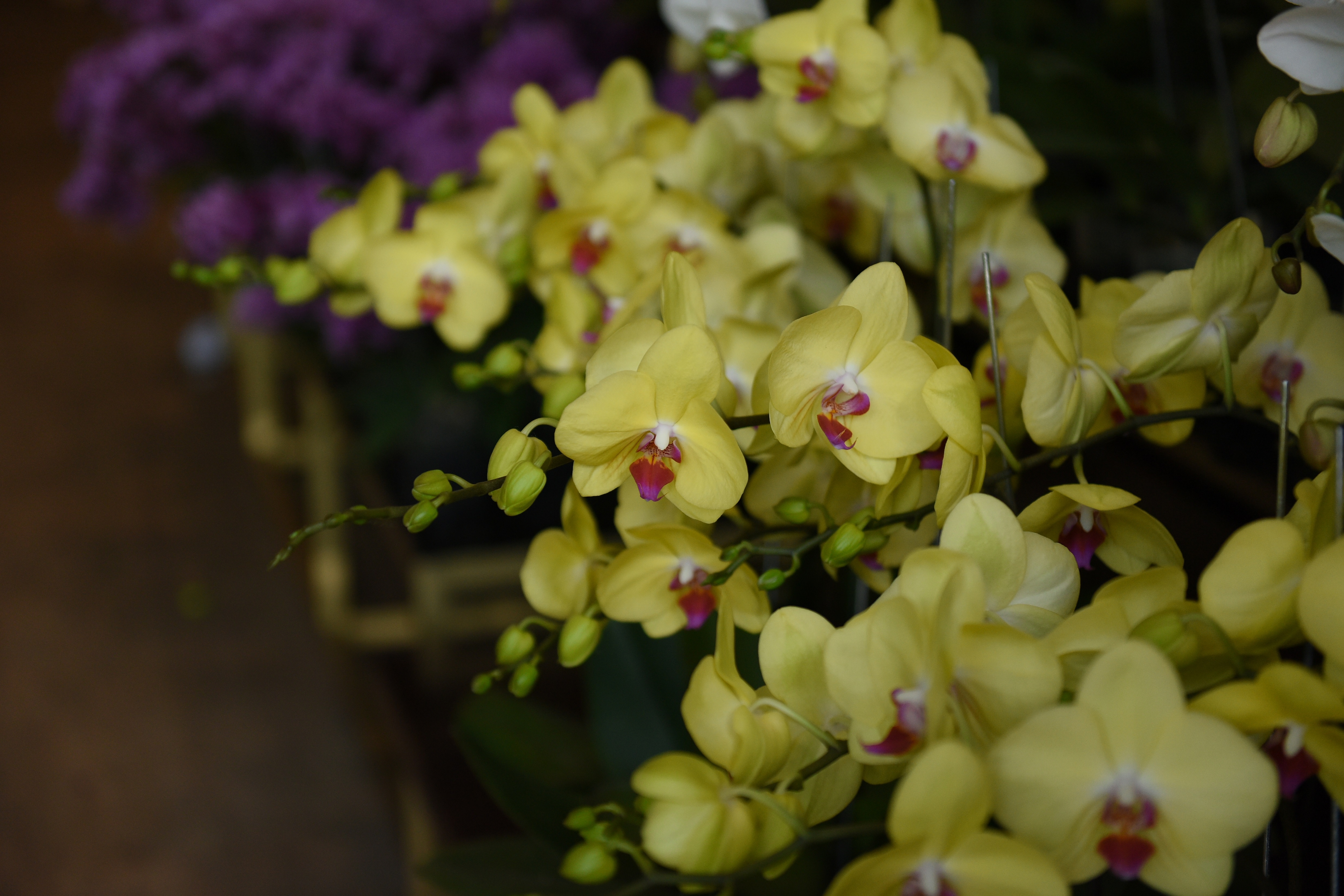 Ngam ‘ky quan’ cua cac loai hoa Nhat Ban giua Sai Gon anh 6