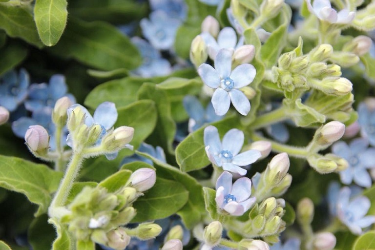 Ngam ‘ky quan’ cua cac loai hoa Nhat Ban giua Sai Gon anh 7