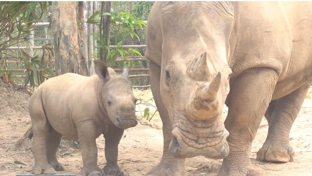 Video - Can canh 2 chu te giac quy hiem vua chao doi tai Phu Quoc hinh anh