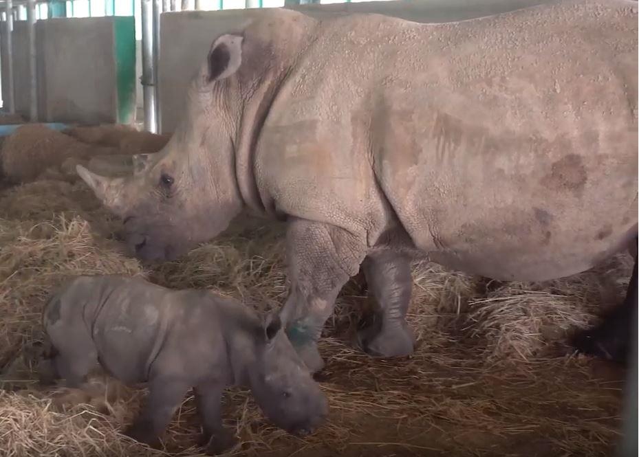 Video - Bi mat dang sau chuyen te giac quy hiem sinh con hinh anh