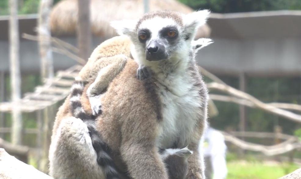 Video - Noi cu tru hanh phuc cua nhung gia dinh thu hoang da hinh anh